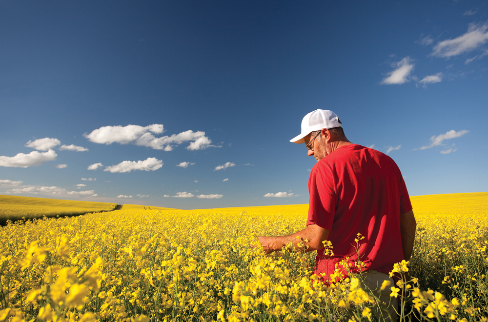 The discovery of a new strain of clubroot in Manitoba is a reminder that all canola growers need to have a clubroot management plan, the canola council says.