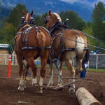 Horse owners can make significant contributions to their horses’ lives every day towards allowing the joints to maintain their own state of health and integrity.