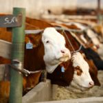 (Photo courtesy Canada Beef Inc.)