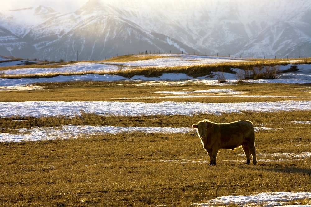“The National Beef Strategy has provided real value for Canadian beef producers.”