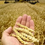 Late-season moisture is impacting wheat quality in areas all over Western Canada.