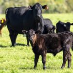 Vaccinations have reduced sickness and the public needs to know that we vaccinate our cattle much as people do their newborn sons and daughters. – Roy Lewis.