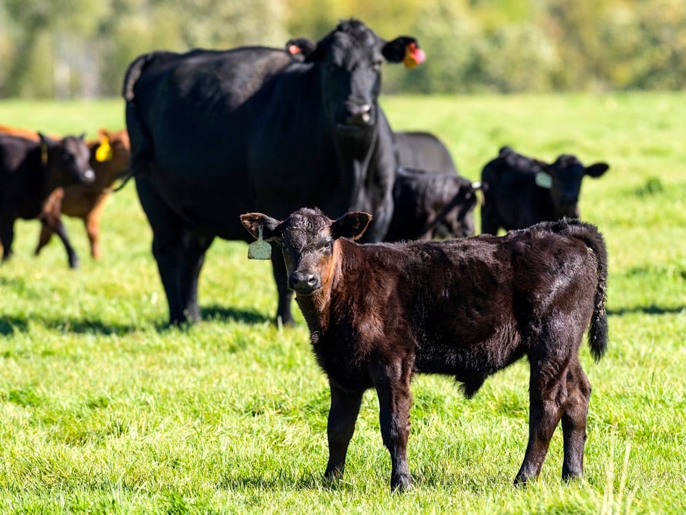 Vaccinations have reduced sickness and the public needs to know that we vaccinate our cattle much as people do their newborn sons and daughters. – Roy Lewis.