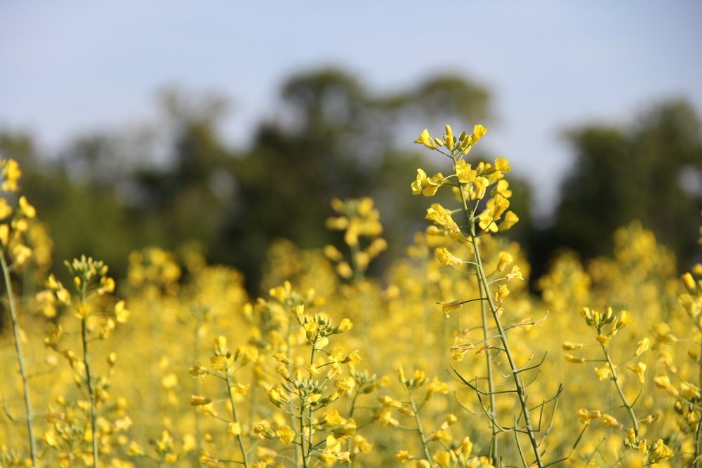 The Canola Council of Canada hopes Canada and China’s first meeting on the canola seed dispute will lead to a resumption of Canadian canola seed exports to what was Canada’s biggest export customer.  Photo: File/Greg Berg
