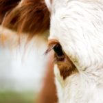 Alberta Beef Producers prepares for delegate elections