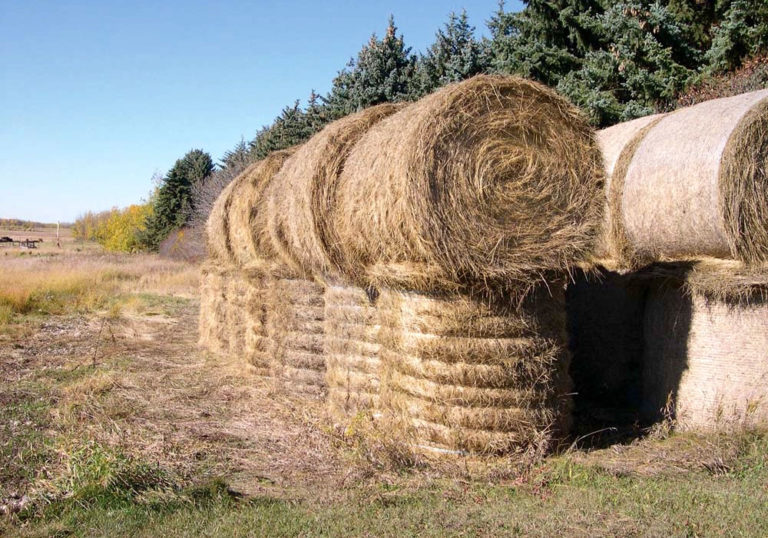 Estimating the value of a standing hay crop Alberta Farmer Express