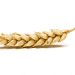 Five acclamations in Alberta Wheat Commission election