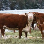 Alternative feeds could offer big savings this winter, but supplies vary by region and feed testing is a must.