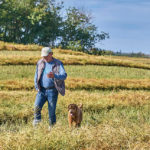 Bill Grimmer, a dog trainer from New Brunswick, walks with Adi while the Goldendoodle sniffs out clubroot in a canola field.