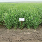 CDC Copeland and AC Metcalfe are the undisputed heavyweights of Western Canada’s malt barley scene, accounting for 78 per cent of malt acres this year. But both are two decades old and new varieties such as CDC Bow — which has improved standability and lower beta-glucan content — may challenge that duopoly.
