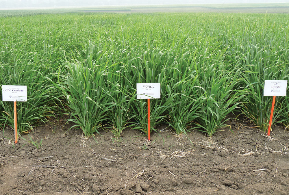 CDC Copeland and AC Metcalfe are the undisputed heavyweights of Western Canada’s malt barley scene, accounting for 78 per cent of malt acres this year. But both are two decades old and new varieties such as CDC Bow — which has improved standability and lower beta-glucan content — may challenge that duopoly.
