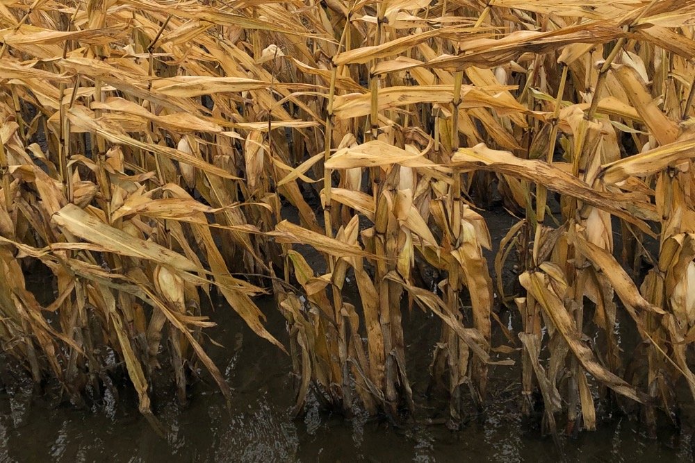 Standing corn west of Giroux, Man. on Oct. 21, 2019. (Dave Bedard photo)
