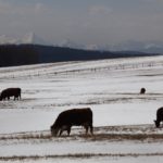 (Photo courtesy Canada Beef Inc.)