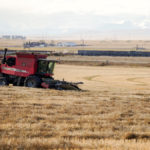 Canola being harvested on Jim and Darlene Goodwin’s farm north of High River in late October. Almost everything was combined in southern Alberta before winter set in, but the yields were down because of dry conditions. Yields were better farther north but many fields were left unharvested because of rain and snow.