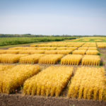 The province wants its funding research to boost productivity on Alberta farms and plans to work closely with farmer-led research organizations to determine priorities. But it also plans to cut ag research spending by $34.1 million over the next four years.