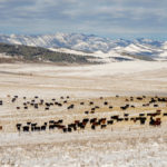 The Livingstone Range makes for a picturesque backdrop for these cattle grazing in the Willow Valley. The picture for Alberta’s beef herd isn’t quite as pretty but given drought conditions and a feed shortage earlier in the year, the situation is fairly good for most producers, says Brian Perillat of CanFax.