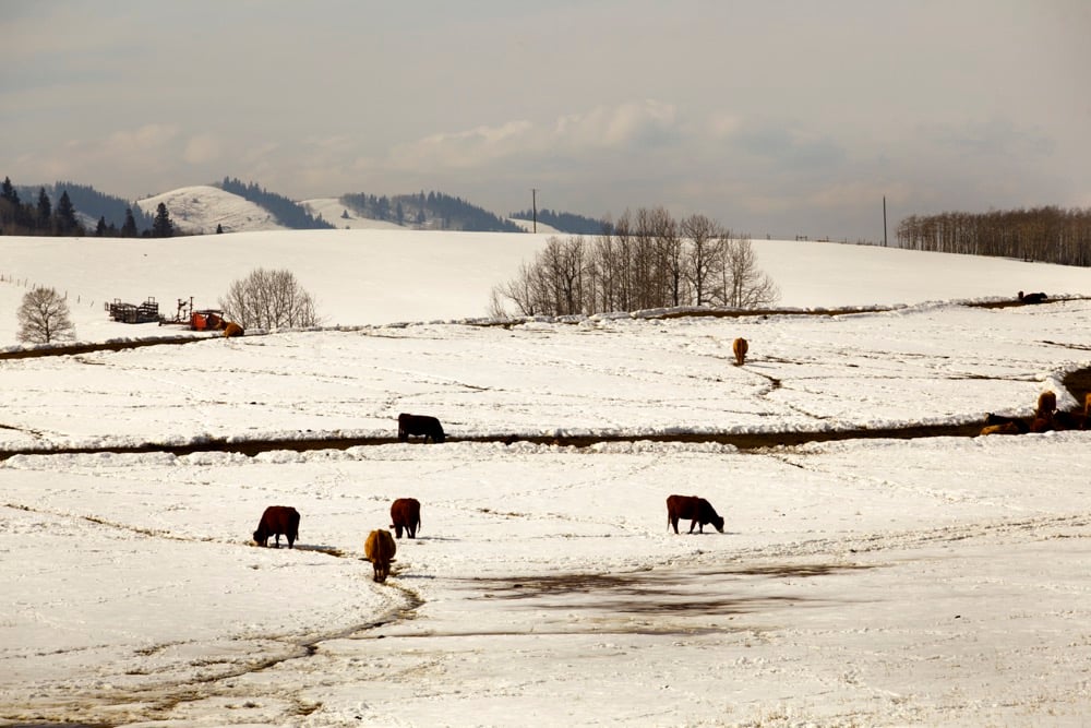 A thin cow will need an extra 1,400 pounds of hay just to stay warm over the winter.