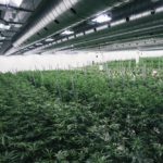 (CanopyGrowth.com)