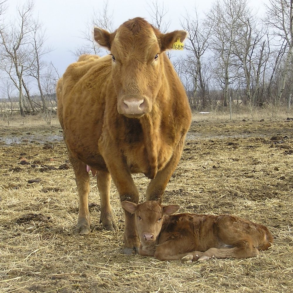 Bovine respiratory disease is the most common cause of death for nursing calves older than three weeks.