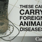 The Canadian Food Inspection Agency tweeted this image as part of its efforts to raise awareness of the threat posed by African swine fever.
But the federal agency is just one of many organizations working to prevent a major animal disease outbreak here.