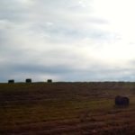 Moisture content has a big impact on the value of a bale.