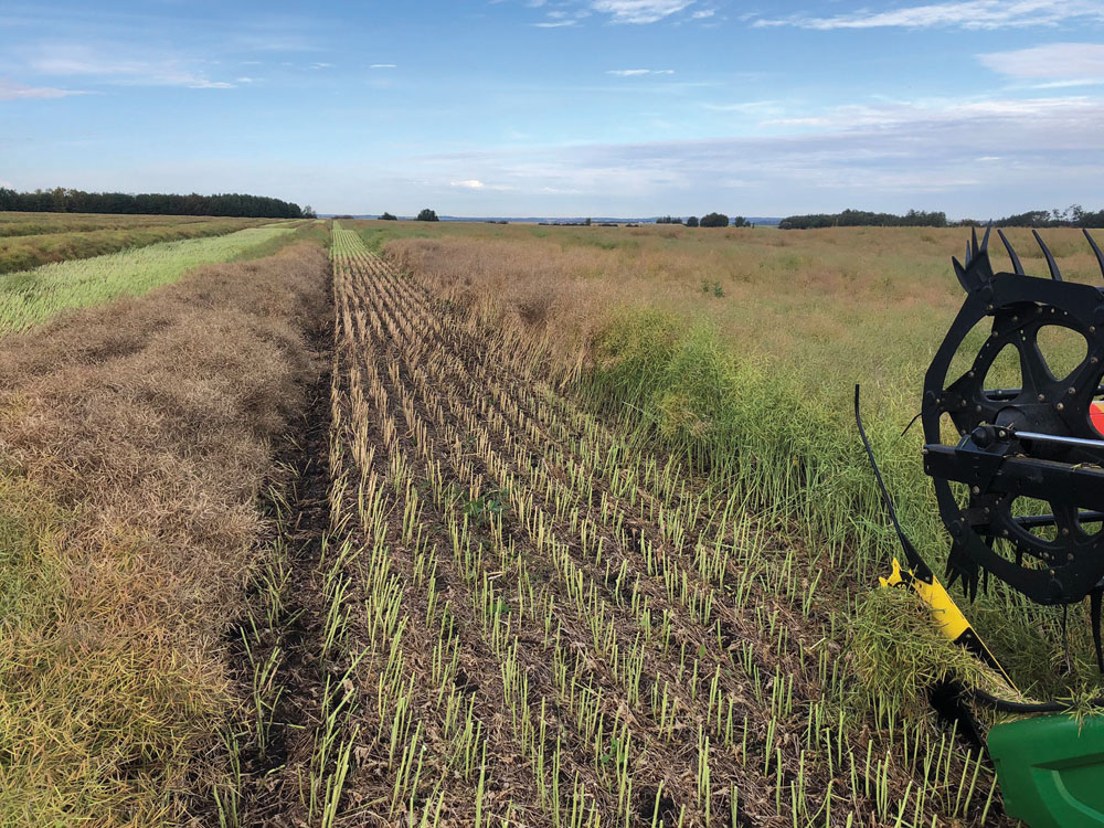 John Guelly tweeted this photo during this year’s harvest with the warning: “When ur out swathing, spraying or harvesting, keep an eye out 4 patches that look brown & dead like this.” Although clubroot wasn’t the cause in this case, taking a proactive approach is critical to managing the disease, which is continuing its relentless march across the province.