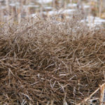 Unharvested canola tops the list of crops still out in Alberta fields.