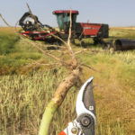 Clippers are just one tool you can use to identify disease problems in the field and begin to manage them.