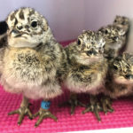 The future of the endangered greater sage grouse population will look a lot brighter if birds raised at the Calgary Zoo can successfully adapt to the wild.