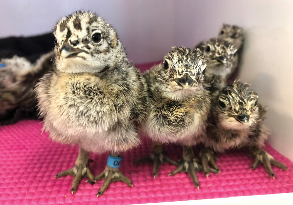 The future of the endangered greater sage grouse population will look a lot brighter if birds raised at the Calgary Zoo can successfully adapt to the wild.