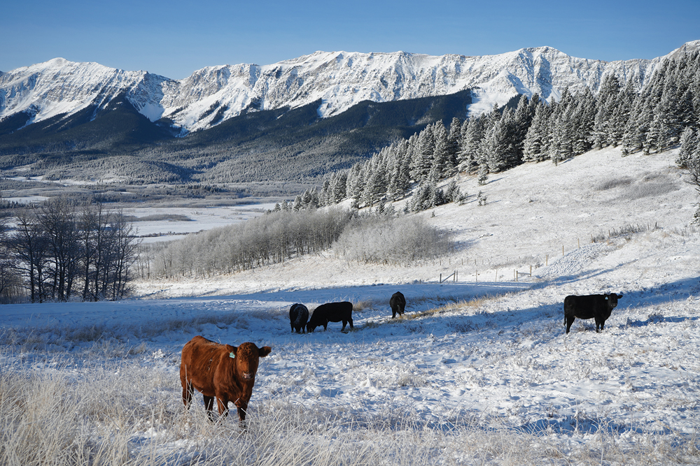 Cattle, like these ones in Willow Valley, need more feed during cold weather. Winter feed costs can account for three-quarters of the annual feed bill.