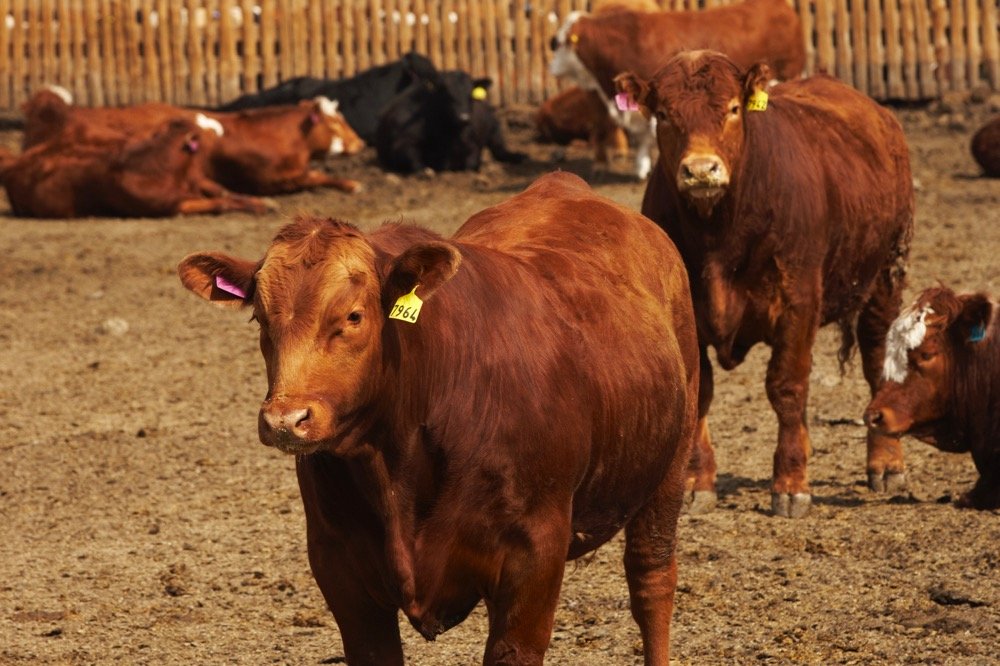(Photo courtesy Canada Beef Inc.)
