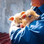 File photo of a hog farmer with piglets in Poland. (Zuberka/iStock/Getty Images)