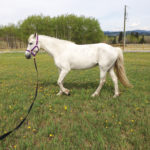 The circle is not a horse’s friend as it can cause repeated
strains that can become chronic conditions.