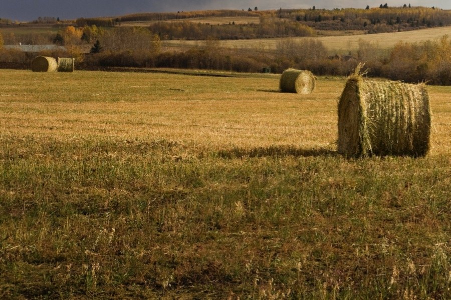 (Photo courtesy Canada Beef Inc.)
