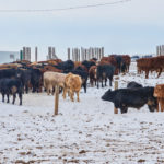 Alltech’s harvest analysis found an average of more than five different mycotoxins per sample, and so producers need to be on guard, says company official Max Hawkins.