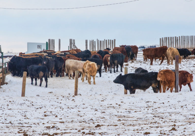 Mycotoxin risk likely to be high in some Alberta feed grains Alberta