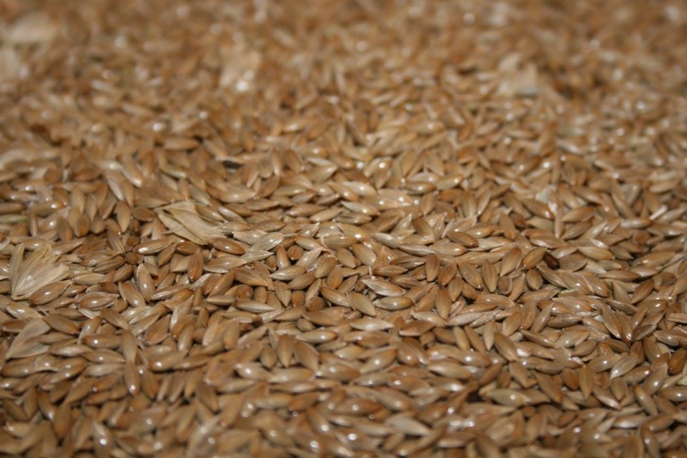 (Photo courtesy Canaryseed Development Commission of Saskatchewan)
