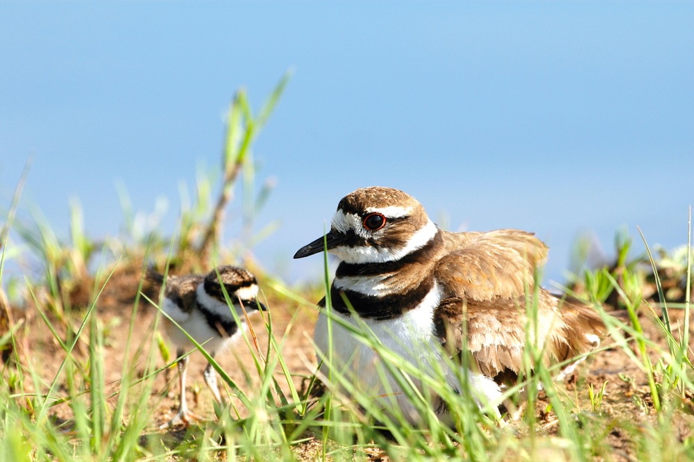 Ranchers prefer conservation management agreements