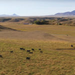 The 47,000-acre Deer Creek Livestock ranch is this year’s winner of Alberta Beef Producers’ environmental stewardship award.