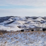 More than 80 per cent of the land base at Round Rock Ranching is native range and cattle are selected for their ability to do well on that type of land.
