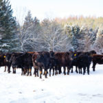 When it gets bitterly cold, up the grain in rations and try to get thin cows into the barn.