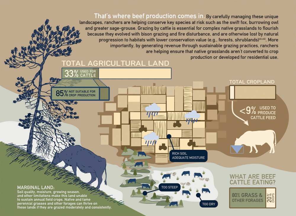 A portion of an infographic called Beef’s place in a healthy environment that was one of the most popular items produced by the Beef Cattle Research Council last year.