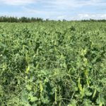 File photo of a pea crop south of Ethelton, Sask. on Aug. 1, 2019. (Dave Bedard photo)