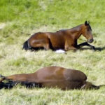 To truly sleep, a horse cannot be standing.