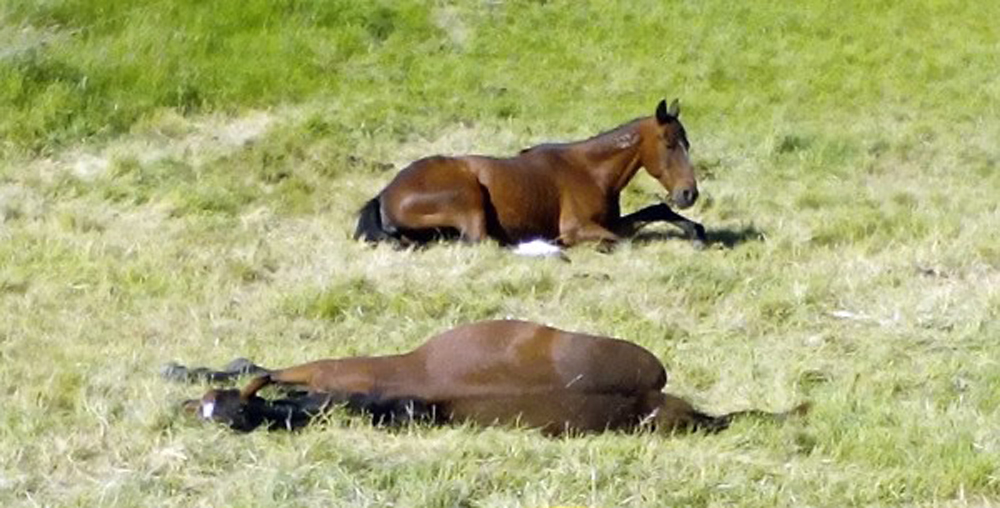 To truly sleep, a horse cannot be standing.