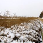 File photo of canola under snow in October 2016. (Lisa Guenther photo)