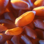 Visual grading of wheat will become less important in the future, says the general manager of Alberta Wheat.