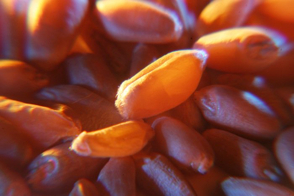 Visual grading of wheat will become less important in the future, says the general manager of Alberta Wheat.