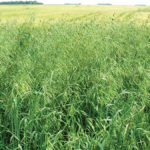 Weed scientists say it’s a matter of when, not if, wild oat populations here will develop resistance to glyphosate — as they’ve now done in Australia.